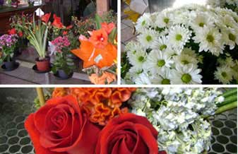 Floricultura Hana Jikan - Foto 1