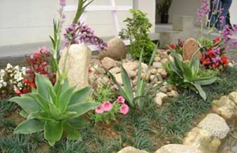 Nikey Shopping Das Plantas - Foto 1