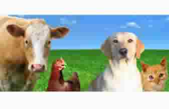 Equifarma Comércio De Medicamentos Veterinários - Foto 1