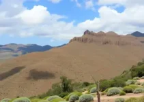 Ecologia Visual