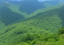 preservação do meio ambiente